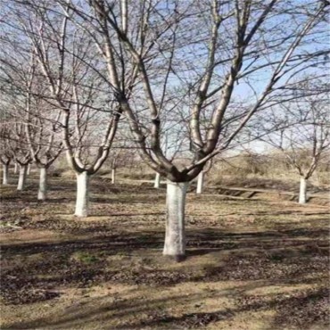 樱花树