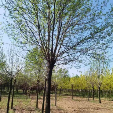 白蜡树