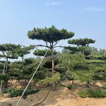 工程造型油松