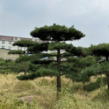 工程造型油松