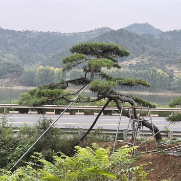 造型油松