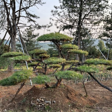 造型油松