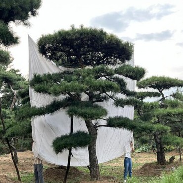 造型松