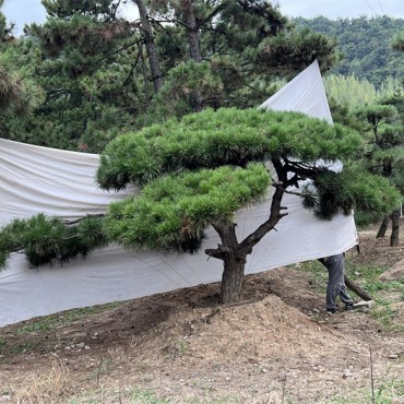 造型松