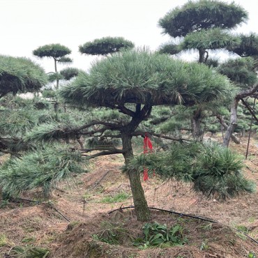 造型黑松