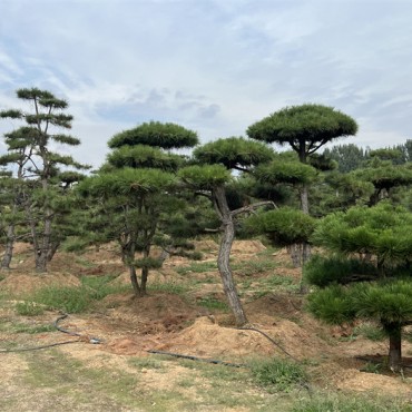 造型黑松