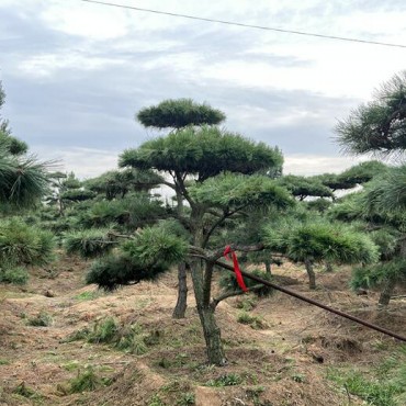 造型黑松