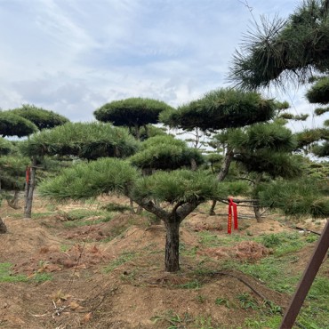 造型黑松