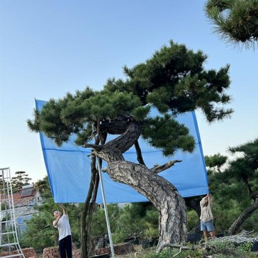 迎客松