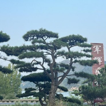 景观松