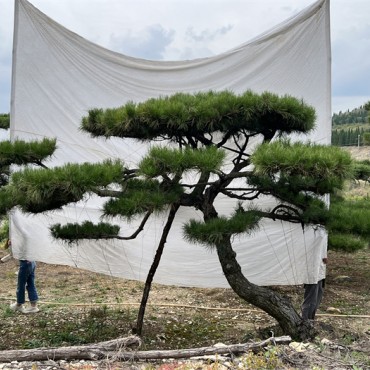 景观松