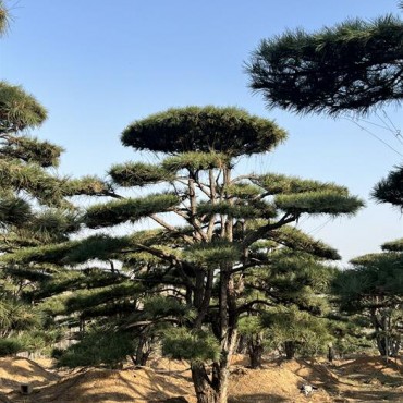 庭院松