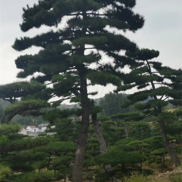 庭院松