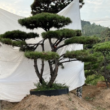 造型松