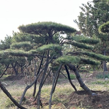 造型油松