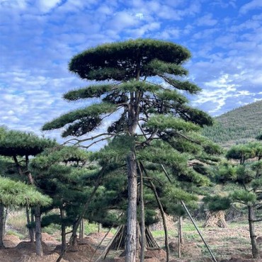 造型黑松