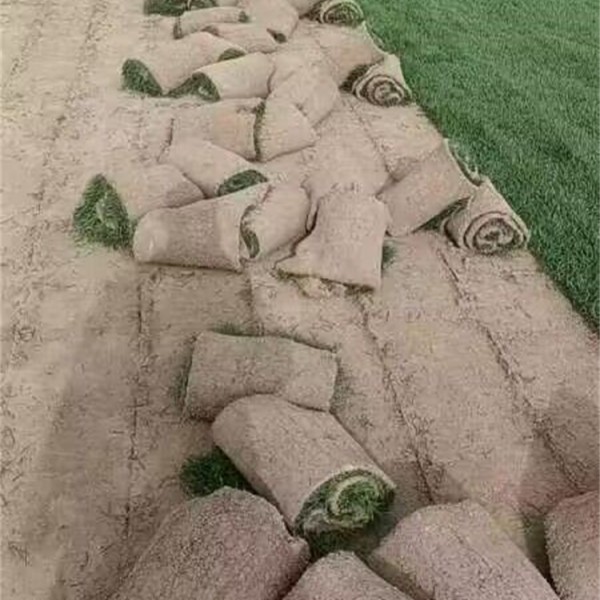 剪股颖草坪基地