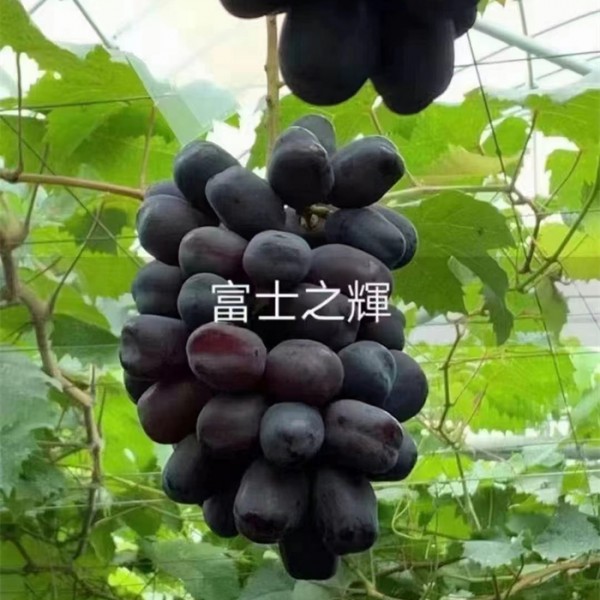 富士之辉葡萄