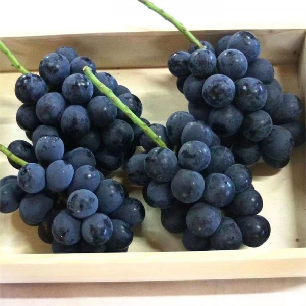 黑皇葡萄