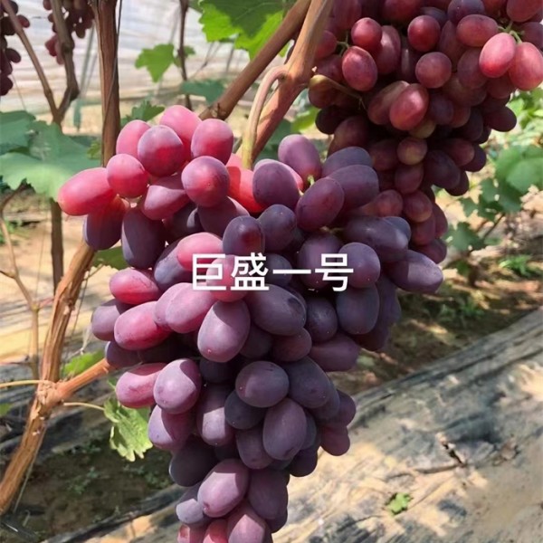 巨胜一号