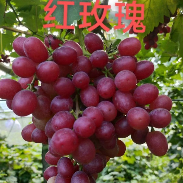 中国红玫瑰苗