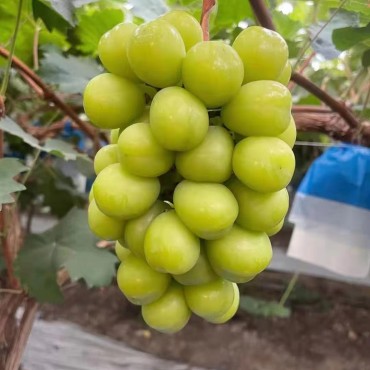 阳光玫瑰