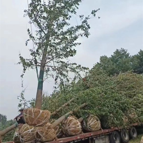 银杏树正在上车
