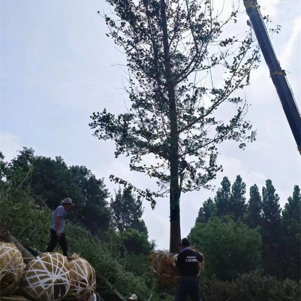 银杏树正在上车