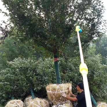 绚丽海棠
