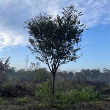 榉树