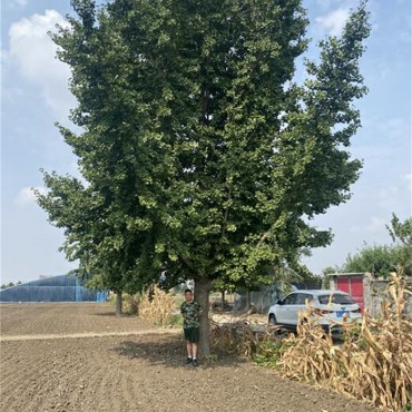 35至40公分银杏树