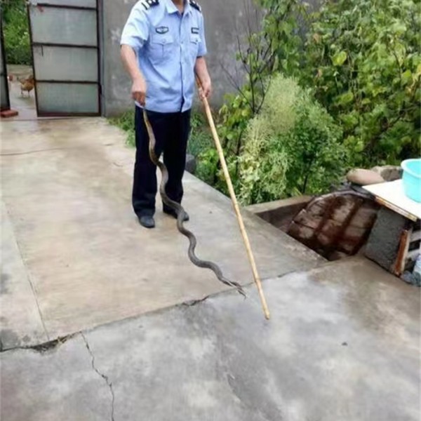 捕蛇