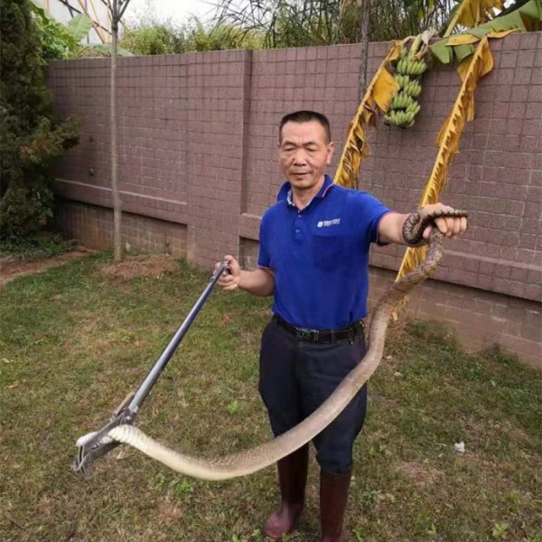捕蛇