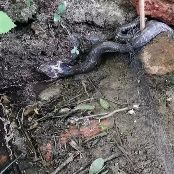 捕蛇