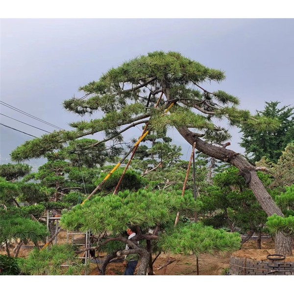 造型松