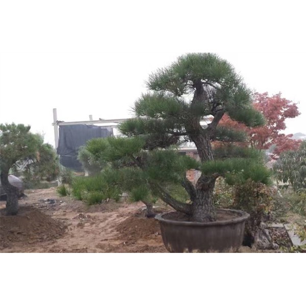 造型松