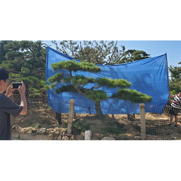 造型松