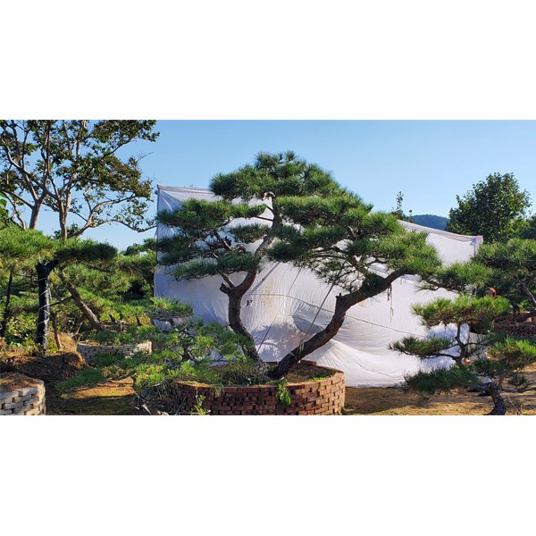 造型松