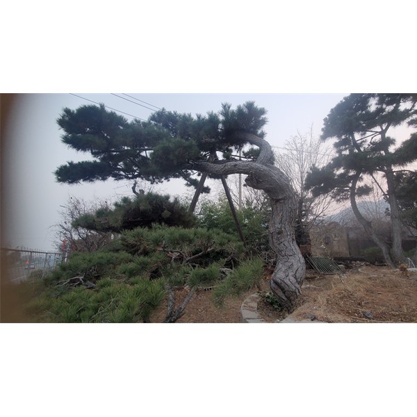 造型松