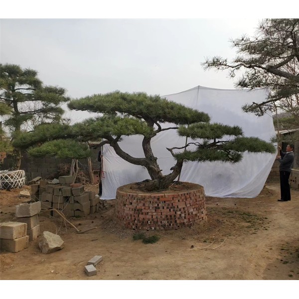 造型松