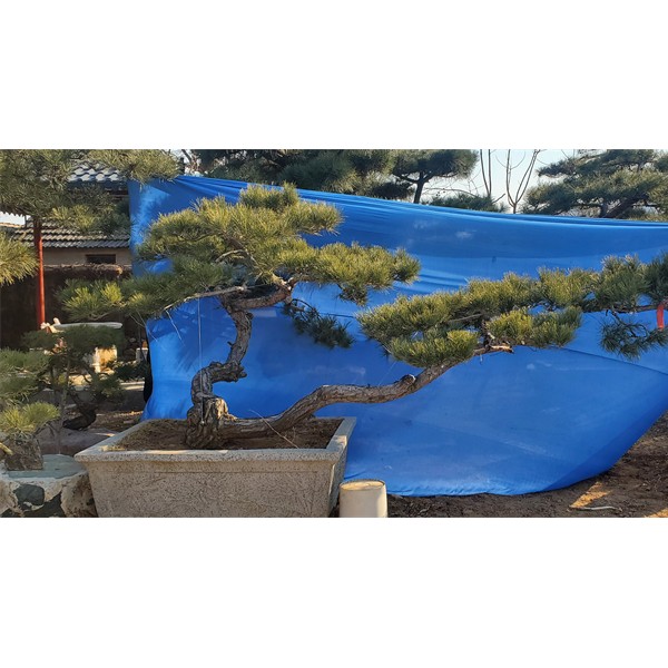 造型松