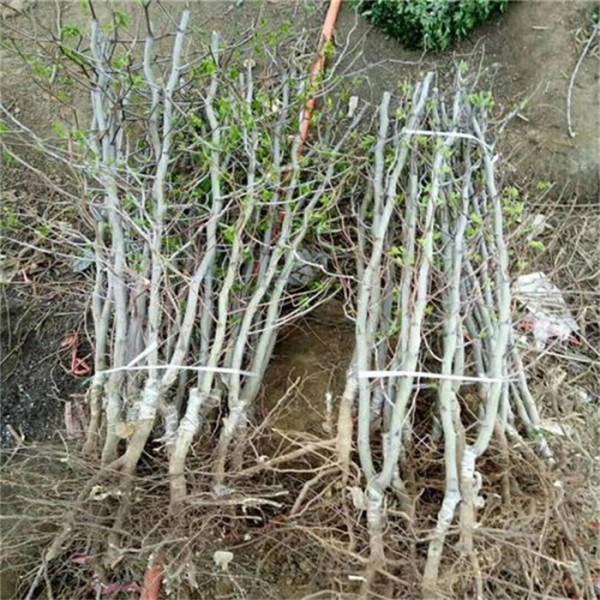 冬枣小苗