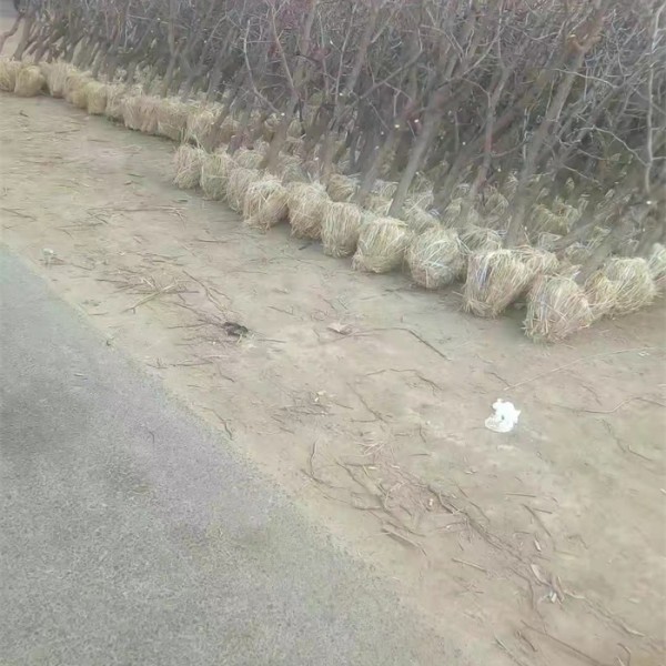 冬枣树苗