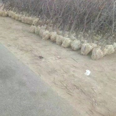 冬枣树苗