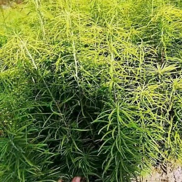 金钱松批发