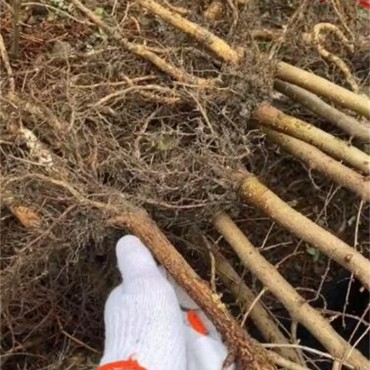 金钱松树苗