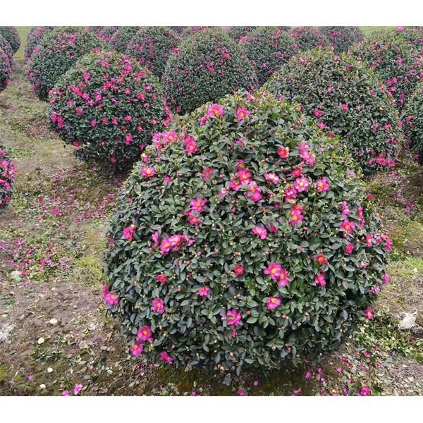 茶梅球