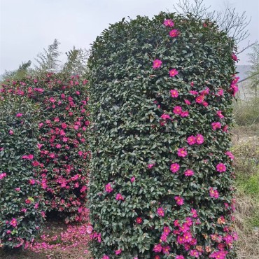 茶梅树