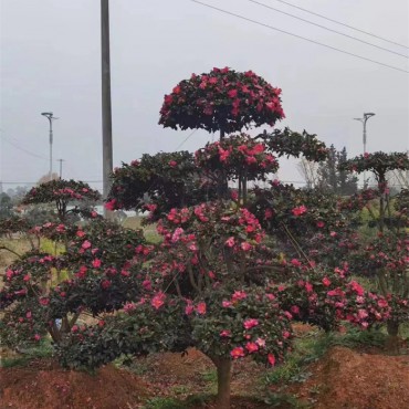 茶梅造型