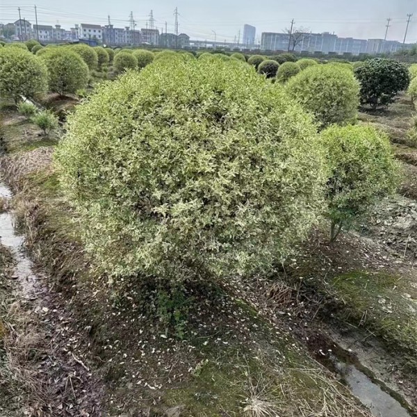 瓜子黄杨球